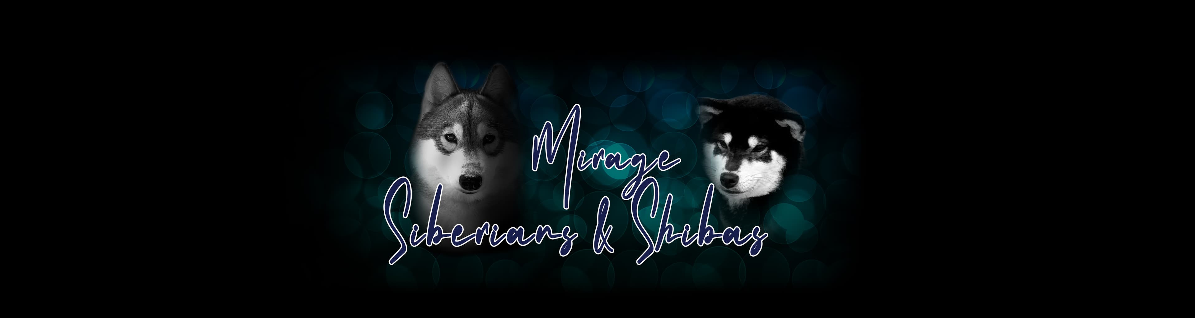 Mirage Siberians & Shibas